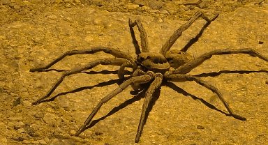 8 bacaklı böcek görüntülendi. Yüksekova'da zoropsis familyasına ait