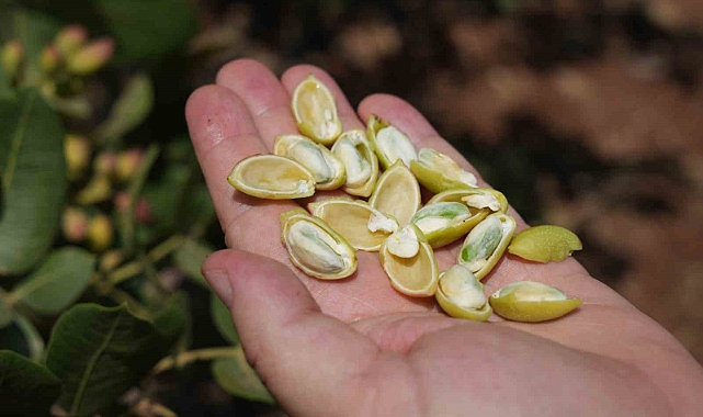 Antep fıstığında yüksek rekolte çiftçileri sevindirdi