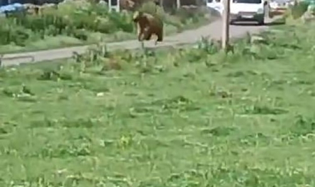 Ardahan'da kent merkezine inen bozayı dehşet saçtı