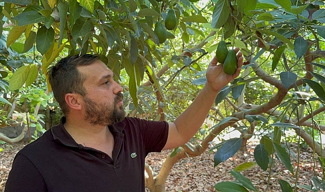 Avokadoda erken hasat uyarısı