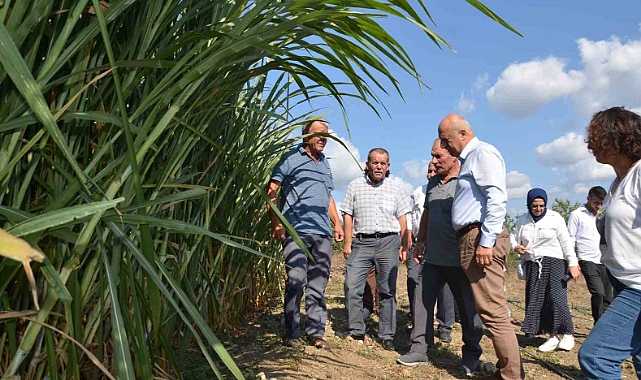 Bafra Ovası’nda maralfalfa yem bitkisi denemesi