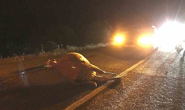 Bingöl'de otomobilin çarptığı inek telef oldu
