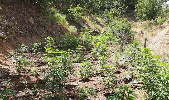 Bingöl'de 6 farklı noktada 2 bin kök kenevir ele geçirildi