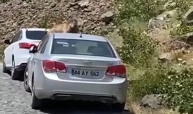 Bitlis’ten gelen Türkiye için hiç hayra alamet değil... O hayvan sonunda bunu da yapmaya başladı. Özellikle Kastamonu, Bartın, Giresun dikkat