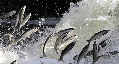 Bu yıl yağış bolluğu incikefaline yaradı