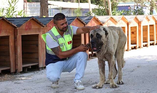 Deprem bölgesinde sokak hayvanları unutulmuyor