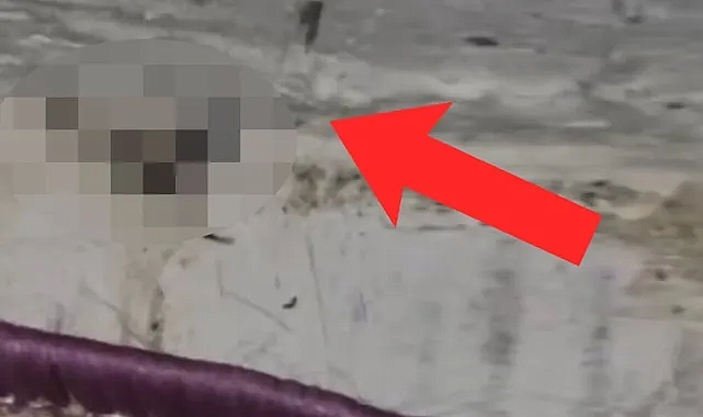 Elazığ'da aile, kendi evinde çıkan hayvan sonrası büyük panik yaptı. Tunceli, Bingöl, Sivas, Erzincan siz de dikkat edin