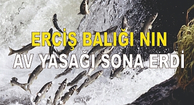 Erciş Balığı'nın av yasağı sonra erdi