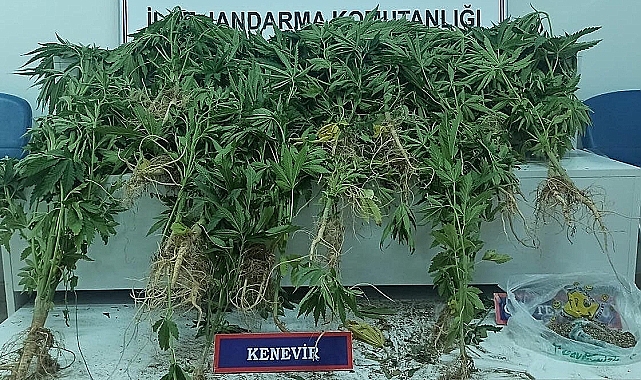 Erciş'te 20 kök Hint keneviri ele geçirildi