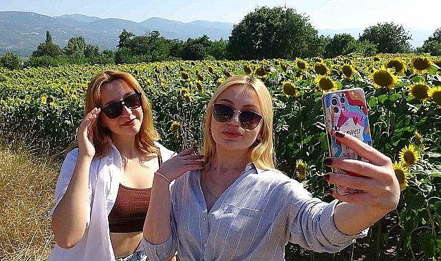 Erzincan'da ayçiçeği tarlaları görsel şölen sunuyor