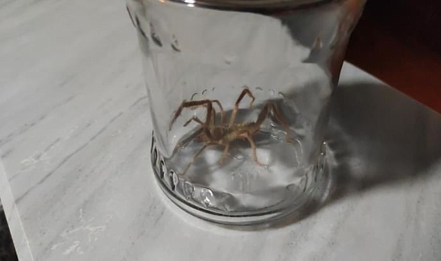 Güçlü zehiri ile bilinen sarıkız örümceği Yüksekova'da görüldü