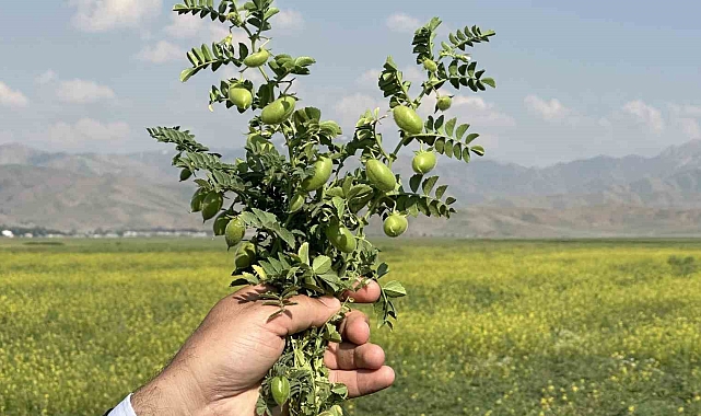 Hakkari'de nohut bereketi
