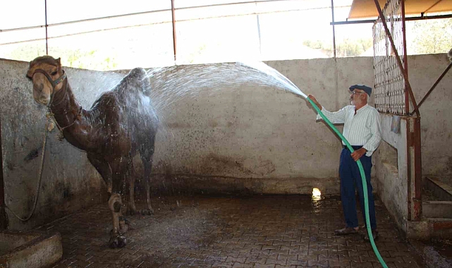 Hava sıcaklıkları develeri bile bunalttı, sahipleri serpme su ile serinletmeye başladı