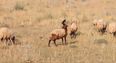 İlginç görüntüler oluşturuyor Koyunların üzerine konarak beslenen kuşlar