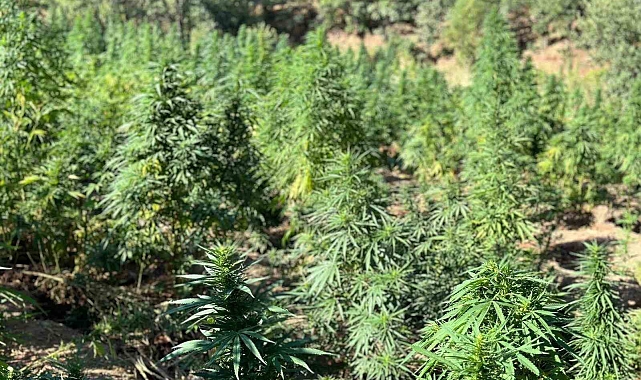 Jandarma 40 bin kök kenevir bitkisi ele geçirildi