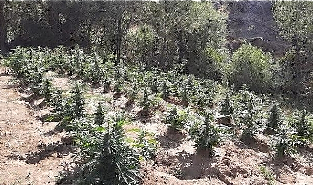 Jandarma Bingöl'de kenevir ve skunk bitkisi ele geçirildi