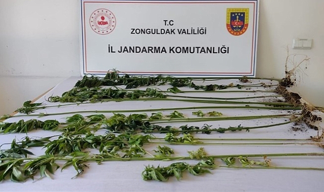 Jandarmadan uyuşturucu operasyonu