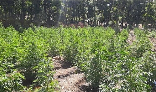 Jandarmadan uyuşturucu tacirlerine darbe; 11 bin kök kenevir bitkisi ve 2 kilo esrar ele geçirildi