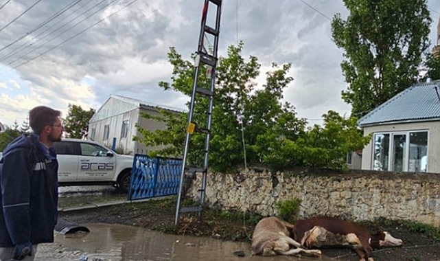 Kars'ta elektrik akımına kapılan 2 büyükbaş hayvan telef oldu