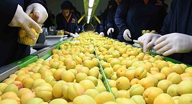 Kayısı fiyatlarında istikrar arayışı Malatya'da