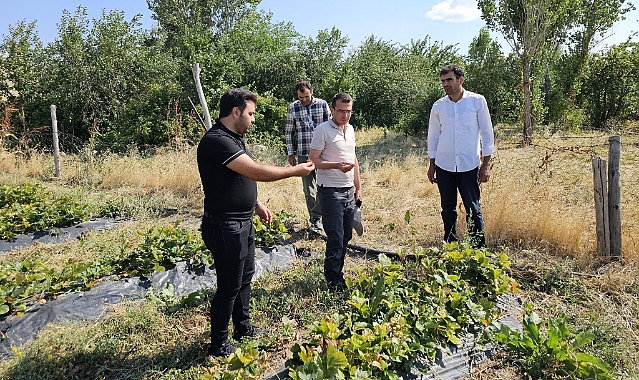 Kaymakam Adıbelli, Tutak’taki Meyve Bahçelerini Ziyaret Etti