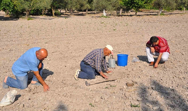 Kırkağaç kavununda ekim yapıldı, hasat ağustosta