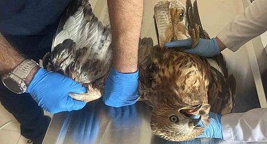 Kızıl Şahin tedavi altına alındı