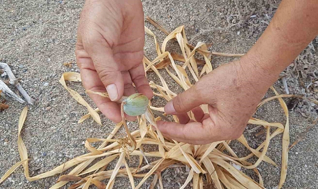 Koruma altındaki kum zambakları Alanya’da küresel ısınma kurbanı oldu