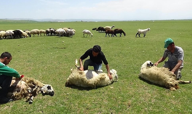 Koyun Kırpma Zamanı Başladı