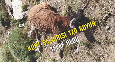 Kurtlar koyun sürüsüne saldırdı: 120 koyun telef oldu