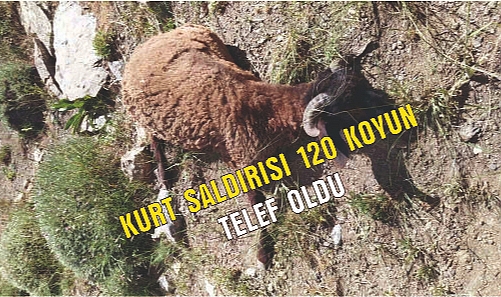 Kurtlar koyun sürüsüne saldırdı: 120 koyun telef oldu