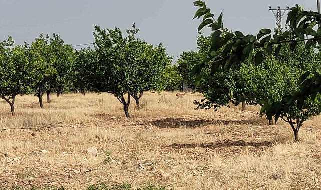 Malatya'da yaban keçileri bu sefer kayısı bahçesinde görüntülendi