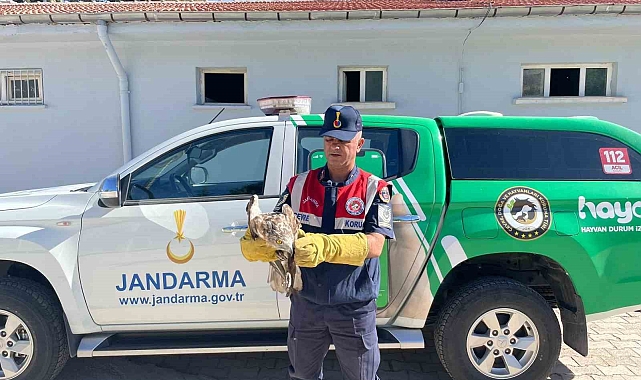 Malatya'da yaralı şahin koruma altına alındı