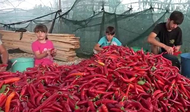 Mersin'de biber salçası sezonu başladı! Önce dallardan tek tek biberler toplanıyor sonra sofralarımıza geliyor