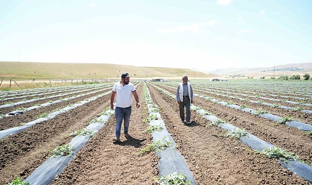 Muş'ta ekimi yapılan karpuzdan 2 milyar TL gelir bekleniyor