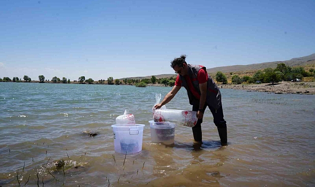 Niğde’deki göletlere 52 bin balık bırakıldı