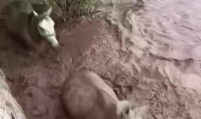 Pasinler'de dere taştı, 2 at mahsur kaldı