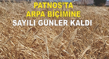 Patnos'ta Arpa Biçimine Sayılı Günler Kaldı