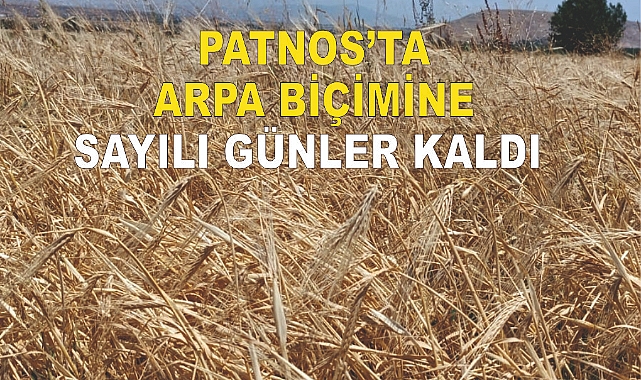 Patnos'ta Arpa Biçimine Sayılı Günler Kaldı