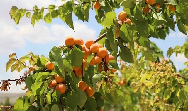 Rekolte arttı, altın sarısında hasat başladı