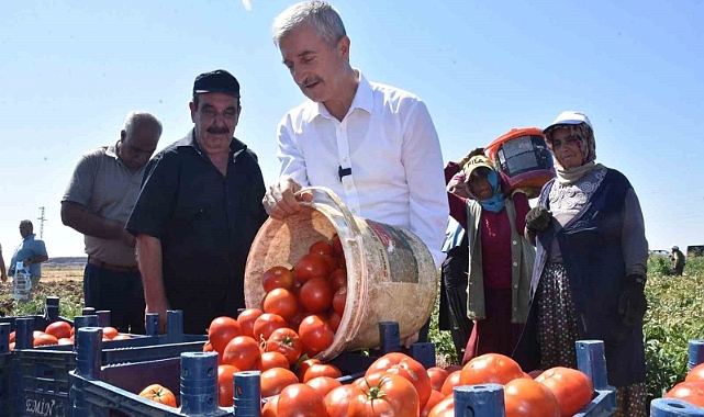 Şahinbey’de domatesin fiyatı tarladan pazara değişmiyor