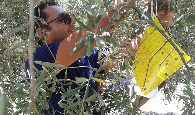 Söke’de zirai mücadele tuzakları kontrol edildi