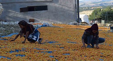 Tarım işçilerinin zorlu kayısı mesaisi