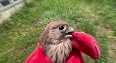 Tedavisi sonrası doğal yaşamına geri döndü yavru kerkenez