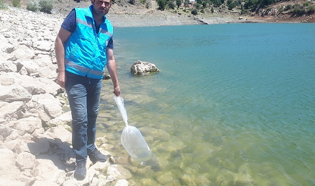 Tokat’ta göletler pullu sazanla canlanacak