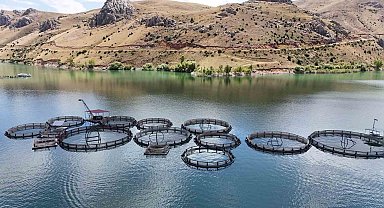 Trabzon ve Elâzığ'a sevk ediliyor Denizi olmayan Erzincan'da üretilen balıklar