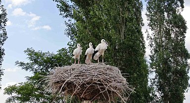 Uçmaya hazırlanıyor Yavru leylekler