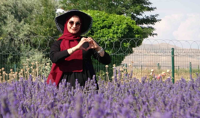 Van'da rengarenk tıbbi bitkilerin hasadı yapıldı