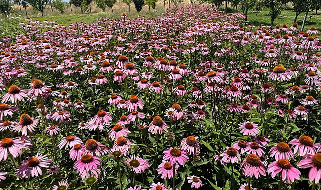 Van'da tıbbi bitkiler, doğal fotoğraf stüdyosuna döndü