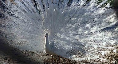 Van'ın kalıcı misafirleri: Tavus Kuşları